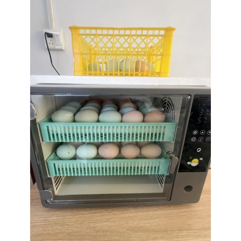 Incubatrice per Uova Completam - Poultry Incubator recensione e prezzo