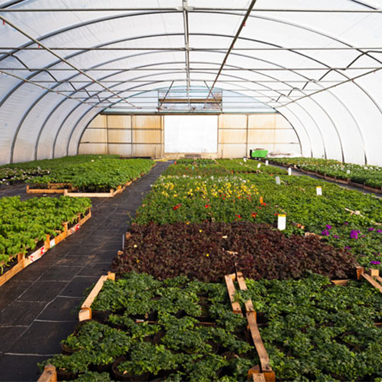 8x30 struttura in metallo comm - Agriculture Tomato Farming recensione e prezzo