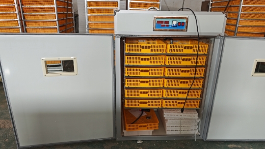 Incubatrice Automatica per 100 - Poultry Incubator recensione e prezzo