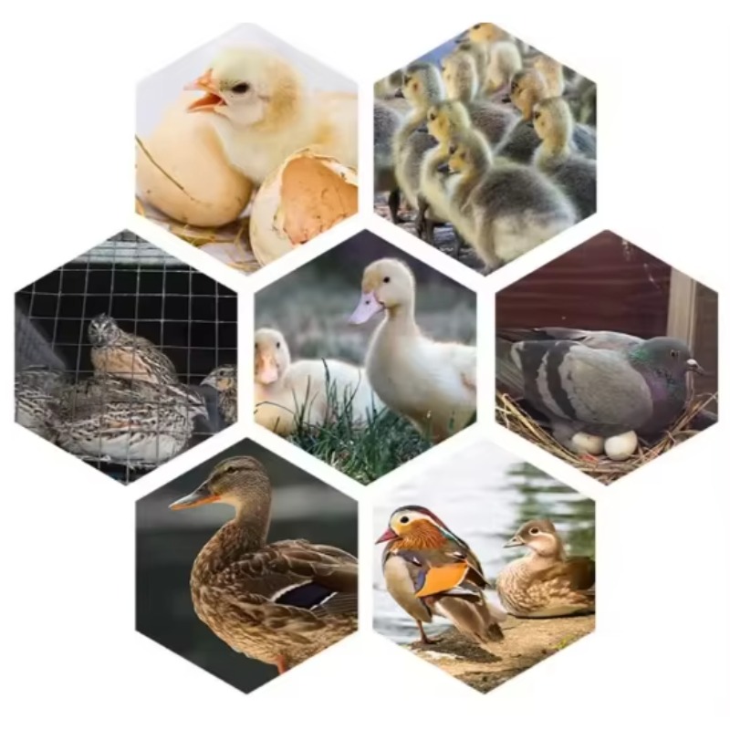 Incubatrice per Uova di Pollam - Poultry Incubator recensione e prezzo
