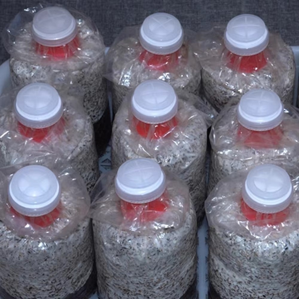 10 Sacchetti Impermeabili per  - Mushroom Spawn Bag recensione e prezzo
