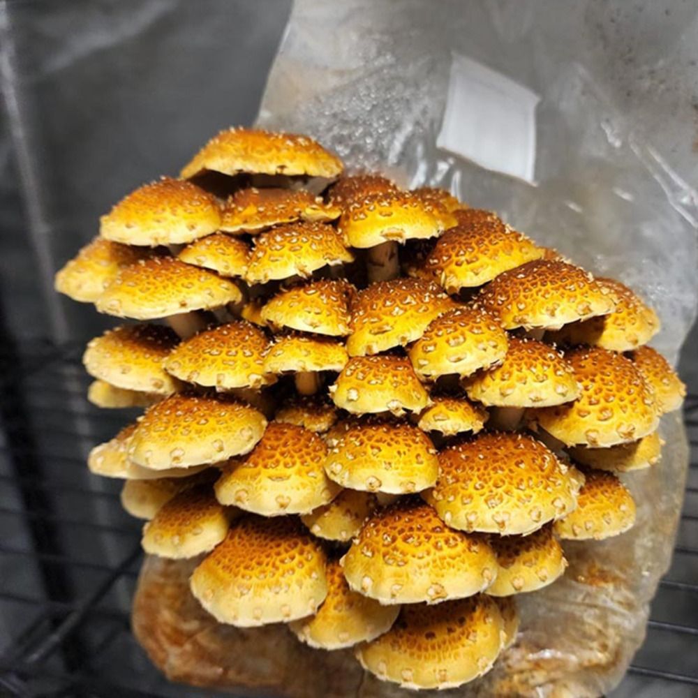 50 pz PP Fungo Piantare Borsa  - Mushroom Spawn Bag recensione e prezzo